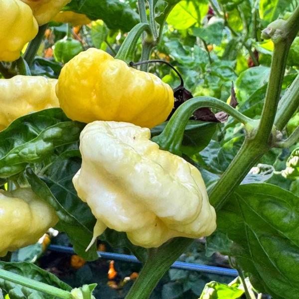 ks lemon starrburst