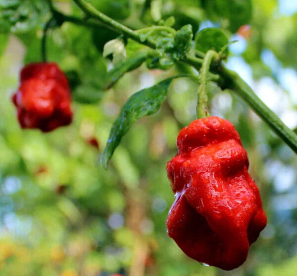 7pot chaguanas zaden