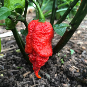 Apocalypse Scorpion peperzaden