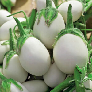 Aubergine Golden Eggs