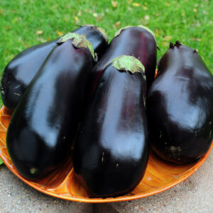 Aubergine zaden black beauty