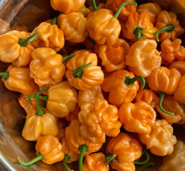 Bahamian Goat Pepper peperzaden