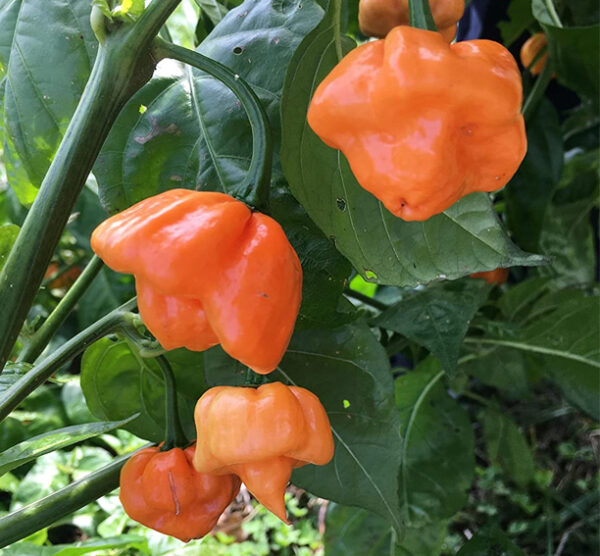 Bahamian Goat Pepper zaden