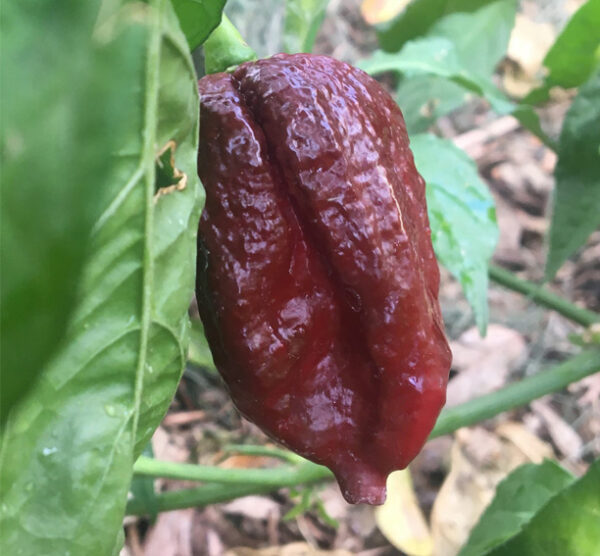 Big bang chocolate naga zaden