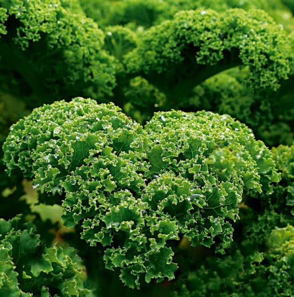 Boerenkool zaden Halfhoge Groene Krauser