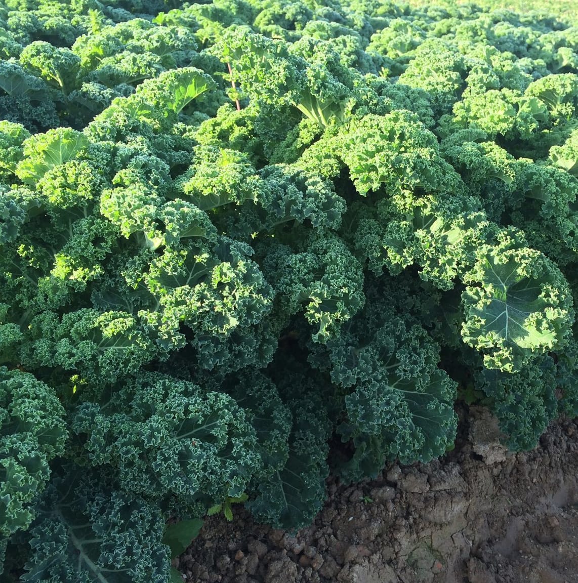 Boerenkool zaden Halfhoge Groene Krauser