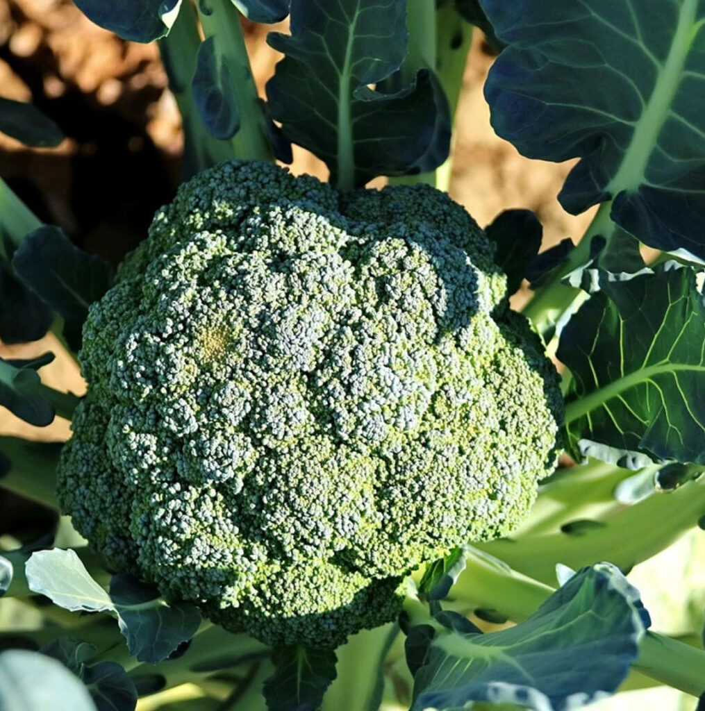 Broccoli zaden cezar
