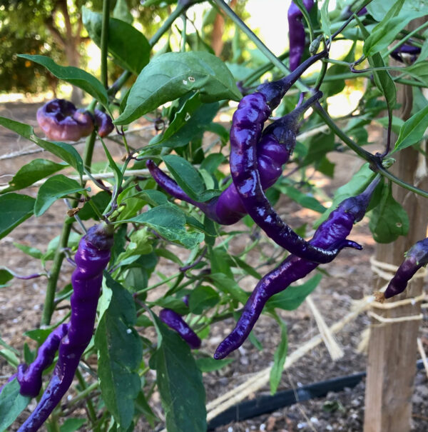 Buena Mulata