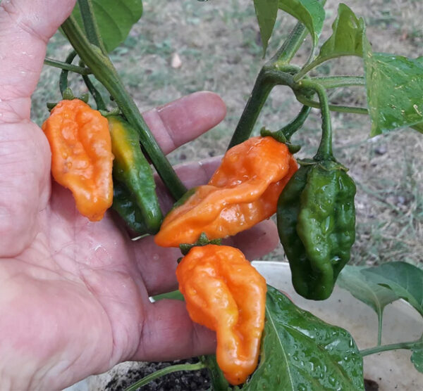 Carbonero zaden
