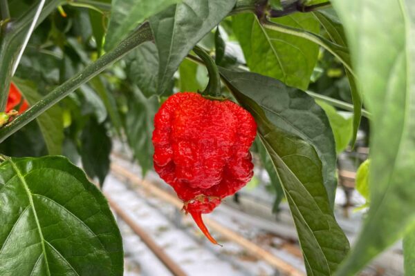 Carolina Reaper zaden