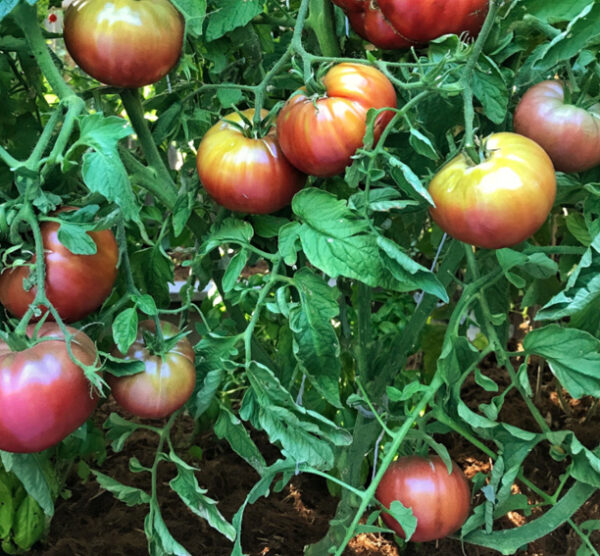 Cherokee Purple tomatenzaden