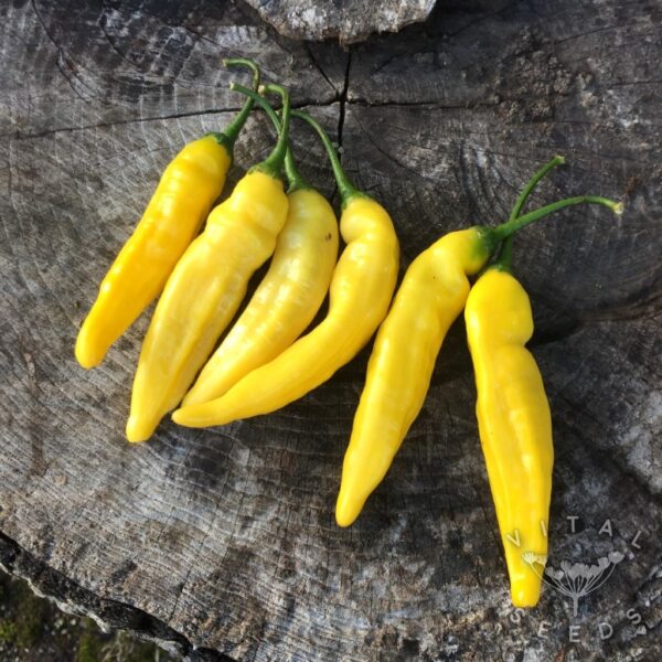 Lemon Drop zaden - Afbeelding 2