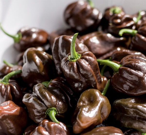 Chocolate Habanero peperzaden