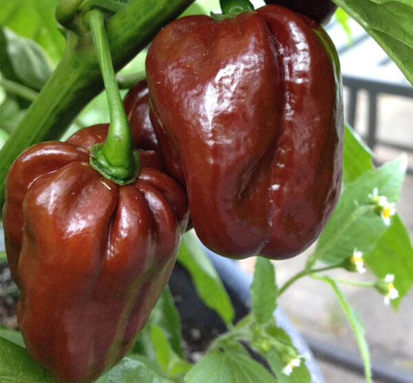 Chocolate Habanero zaden