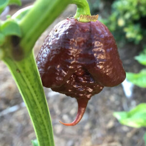 Chocolate Reaper zaden