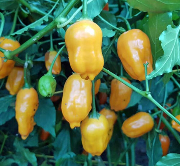 El Oro de Ecuador peperzaden