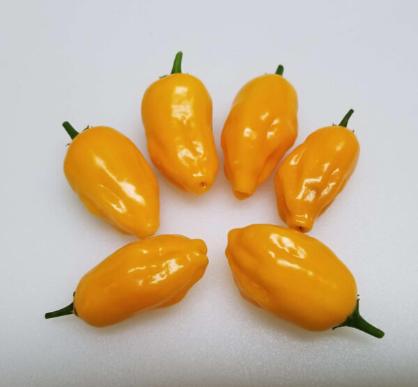 El Oro de Ecuador zaden