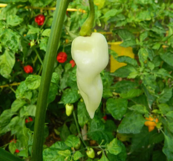 Fatalii White peperzaden