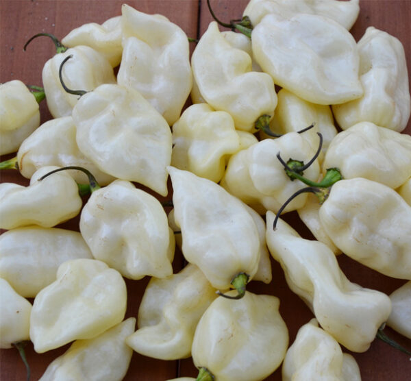 Fatalii White zaden
