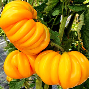 Florentine Beauty tomaten zaden