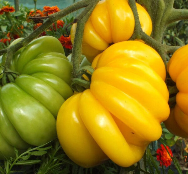 Florentine beauty tomaten