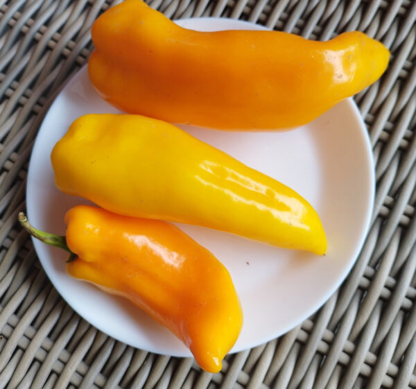 Gele puntpaprika Ornela