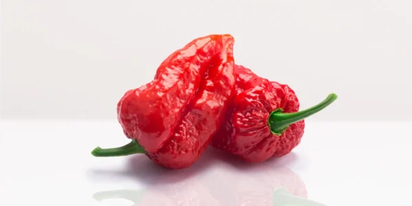 Bhut Naga Jolokia zaden (Ghost Pepper) - Afbeelding 2