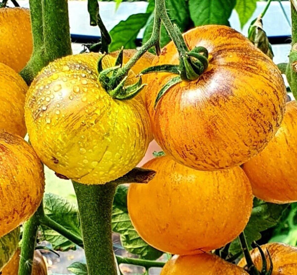 Golden Tiger Tomaten zaden