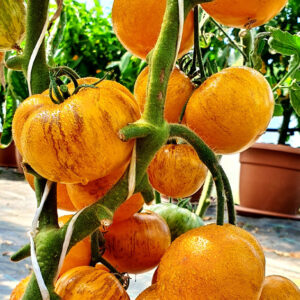 Golden Tiger tomaten