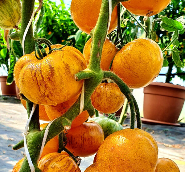 Golden Tiger tomaten
