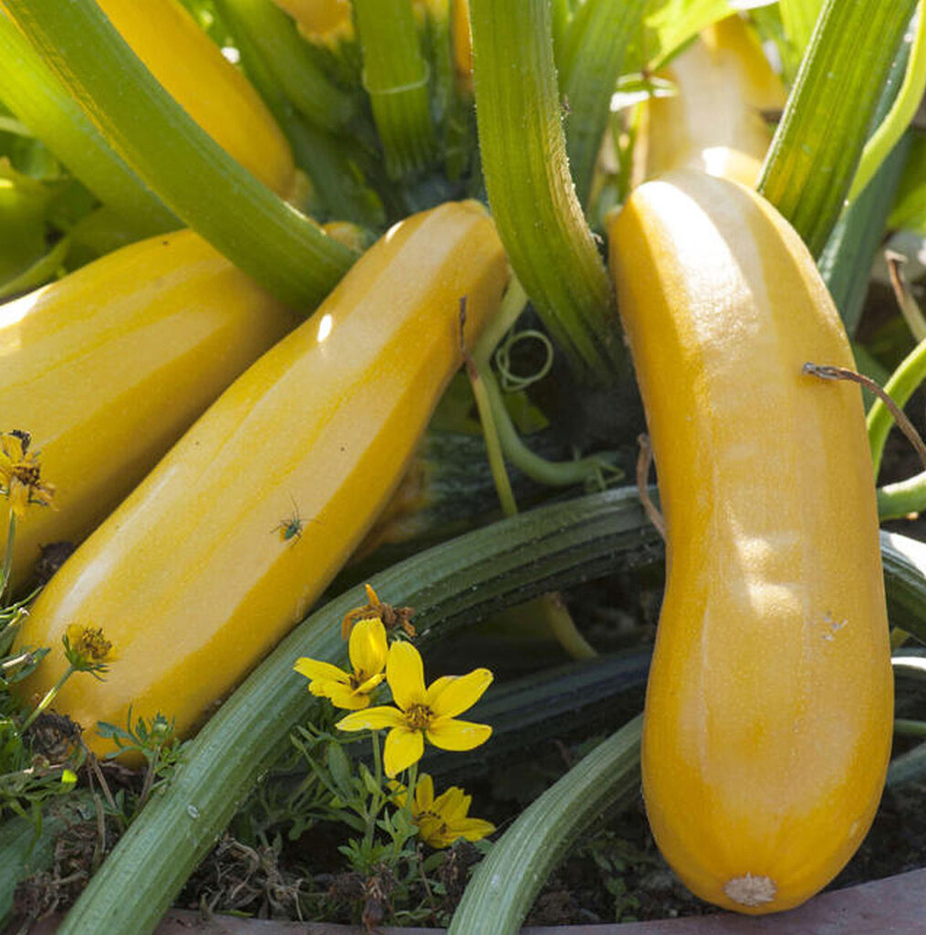 Goldena courgette zaden