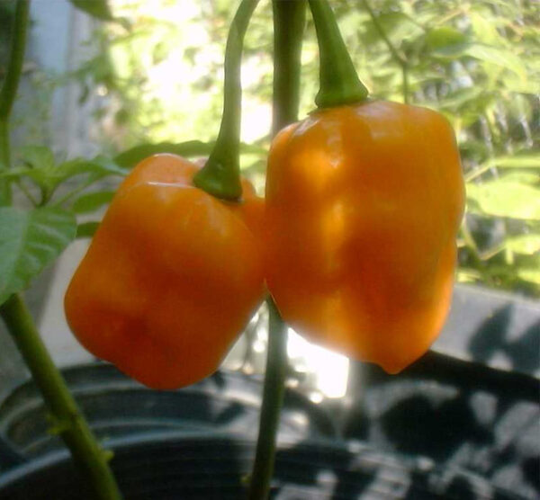 Habanero Francisca zaden
