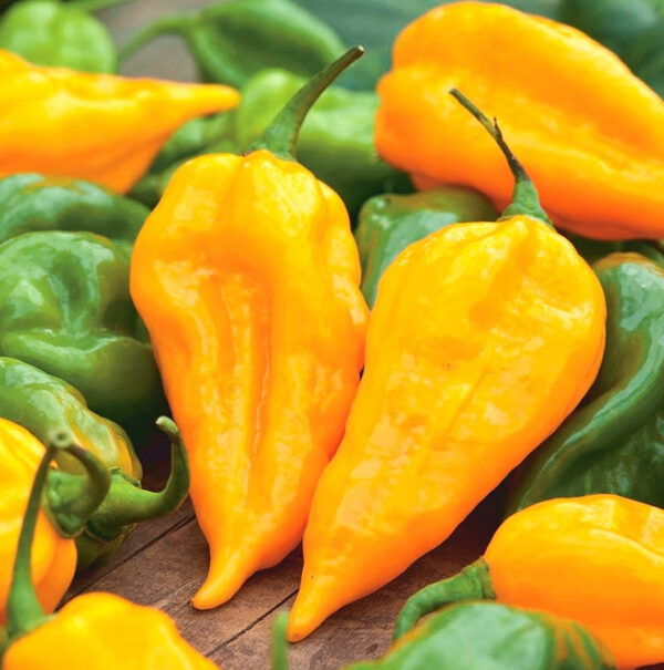 Habanero Lemon