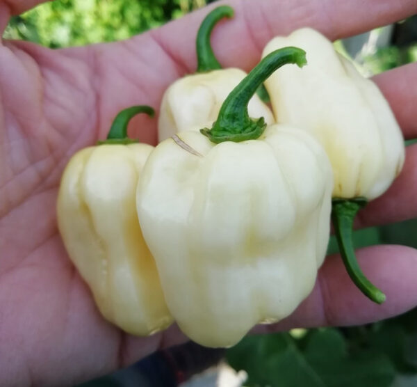 Habanero White Giant zaden