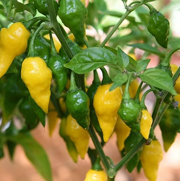 Habanero lemon zaden