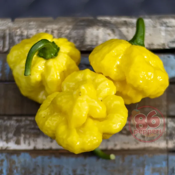KS Lemon StarrBurst zaden - Afbeelding 3