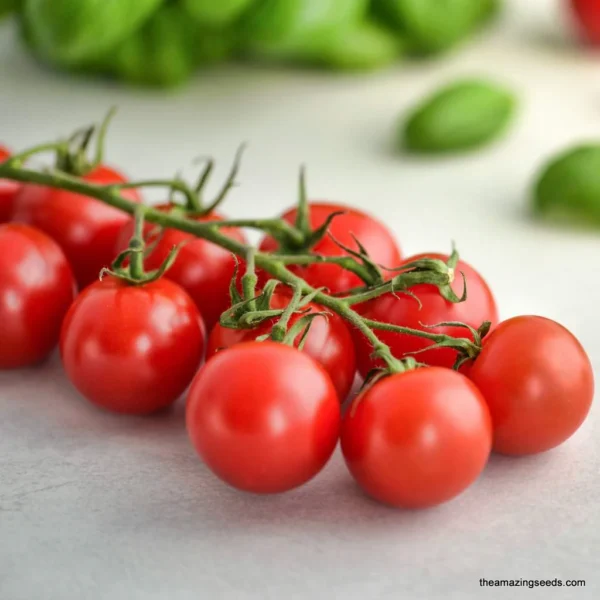 Grote Rode Cherry tomatenzaden - Afbeelding 3
