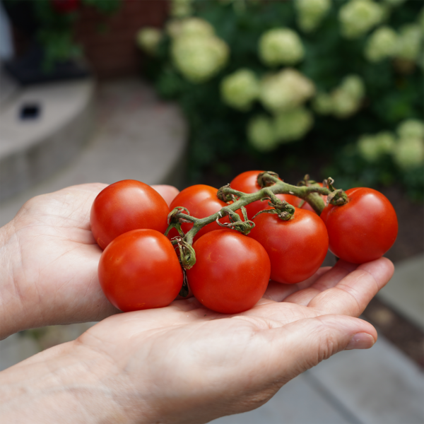 grote rode cherry tomaat