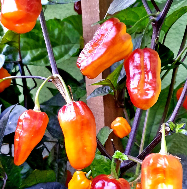 Pimenta Puma peperzaden