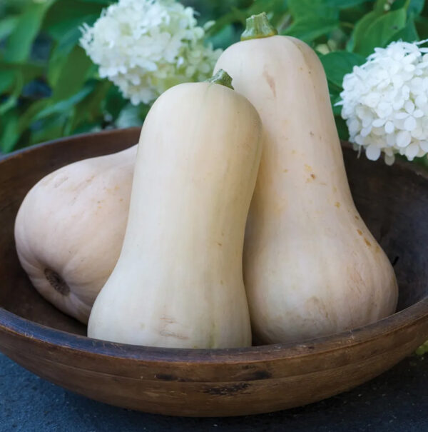 Pompoen butternut zaden