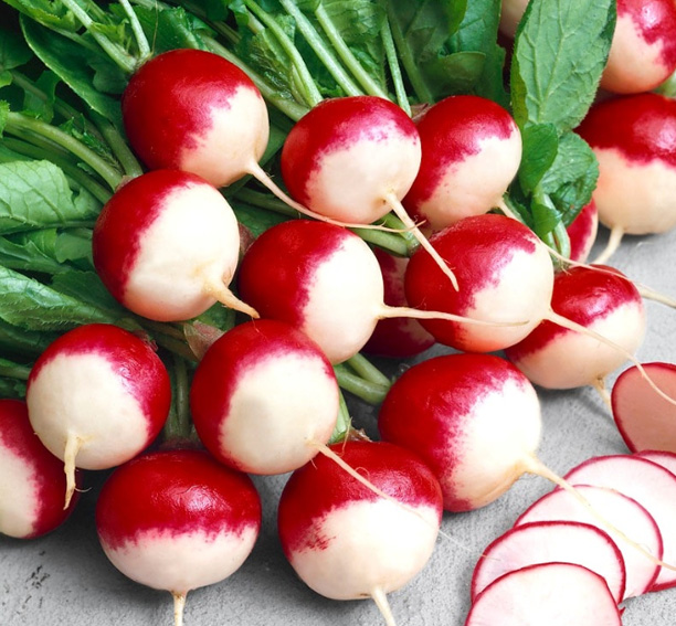 Radijs zaden krakowianka