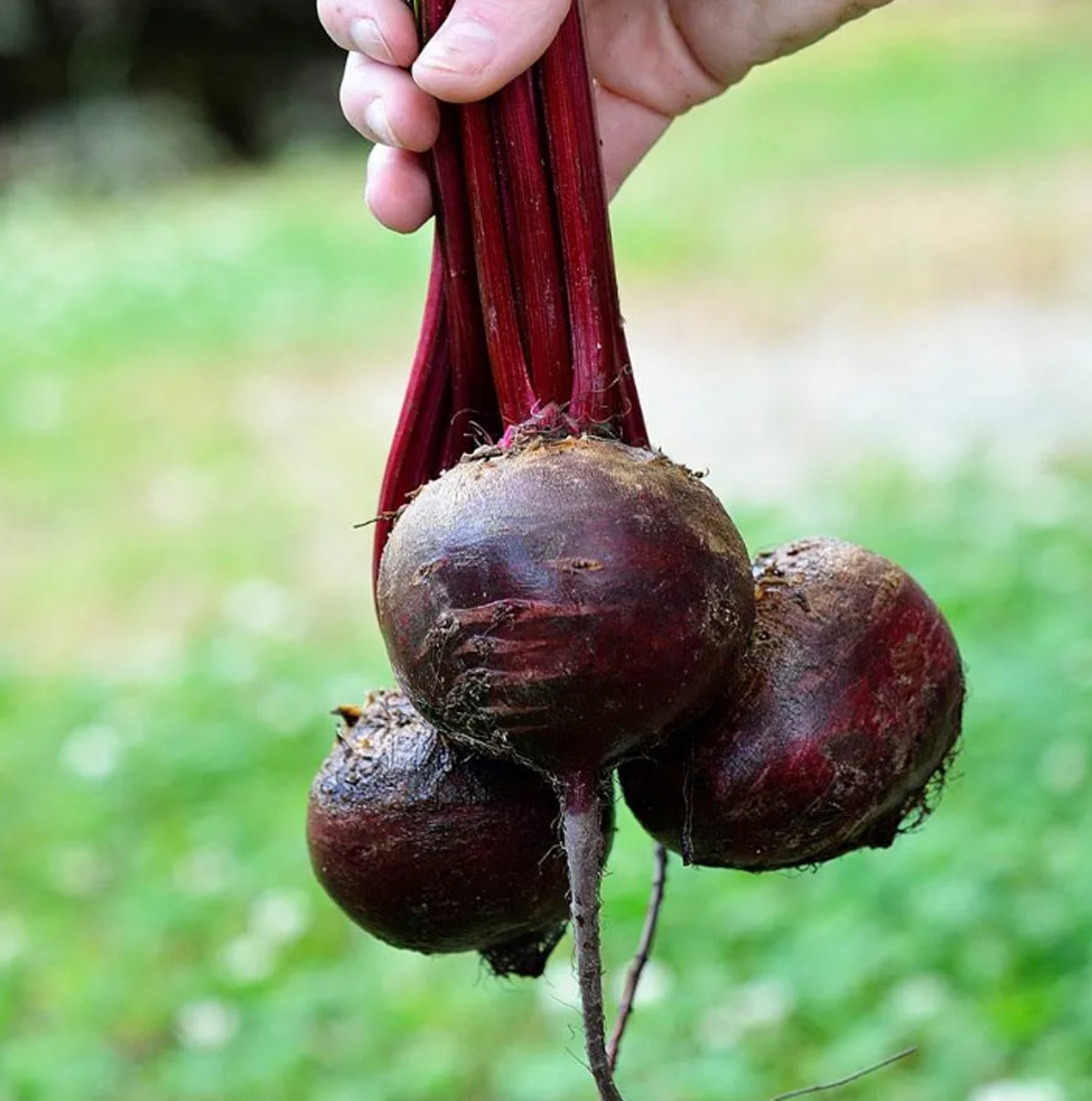 Rode biet zaden Dark Red