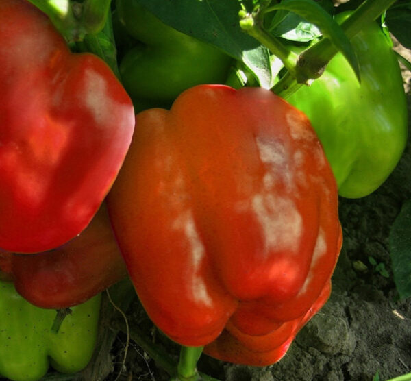 Rode paprika Granova