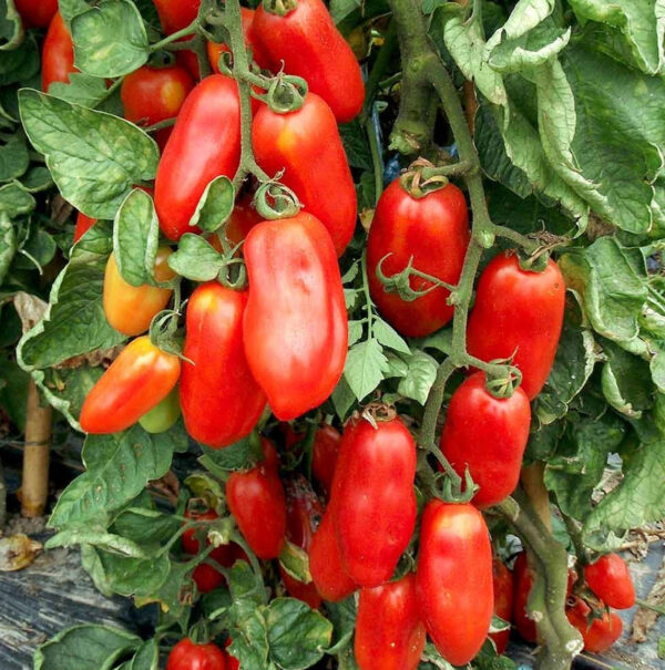 San Marzano tomaten