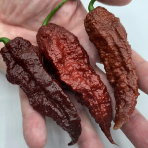 Scorpion X Douglah zaden