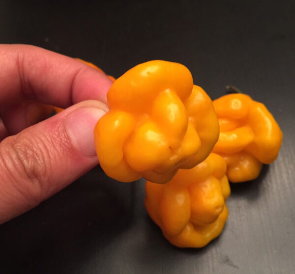 Scotch Bonnet MOA peper zaden