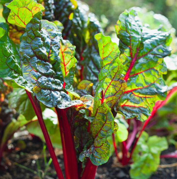 Snijbiet zaden Rhubarb Chard