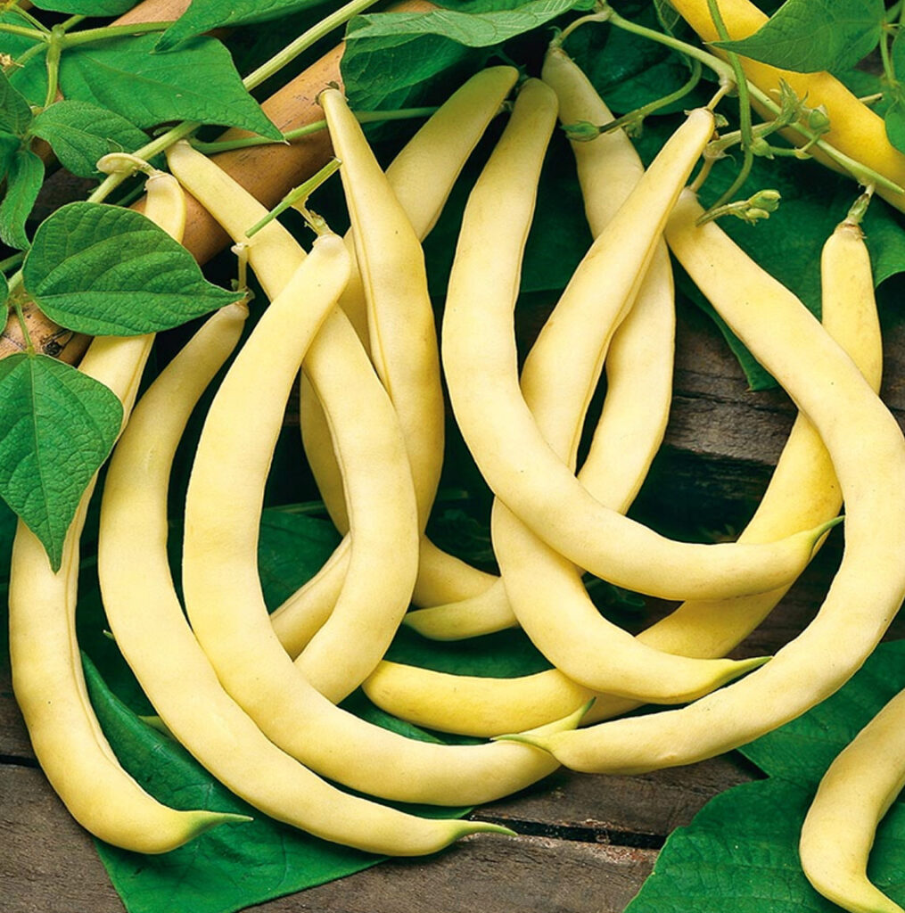 Snijboon zaden supernano giallo