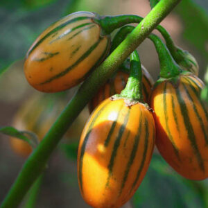 Striped Toga Aubergine zaden