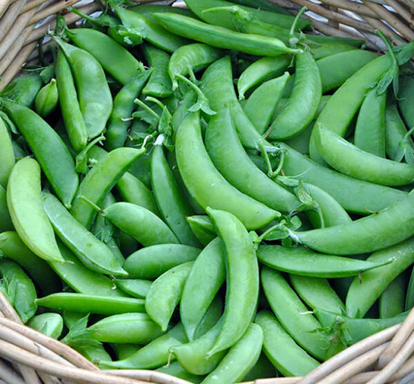 Sugar snap Ambrosia zaden